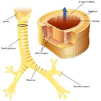Pixwords изображение с вены, тело, хрящ, мышцы, anathomy, гортани Rob3000 - Dreamstime