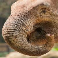 козырь, нос, ствол, слон Imphilip - Dreamstime