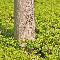 Pixwords изображение с дерево, зеленый, трава, листья, высокий, природа Vlarub - Dreamstime