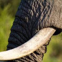Pixwords изображение с слон, туловище, животное Villiers Steyn (Villiers)