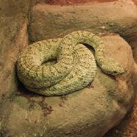 змея, животные, дикие, скала, скалы John Lepinski (Acronym)