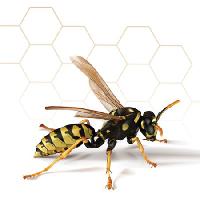 Pixwords изображение с оса, мед, пчела, расческа Leo Blanchette - Dreamstime