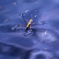 Pixwords изображение с ошибка, насекомое, вода, плавать, синий Sergey Yakovlev (Basel101658)