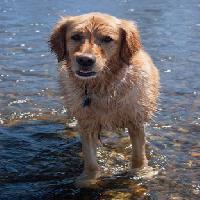 Pixwords изображение с собака, вода, животные Emilyskeels22 - Dreamstime