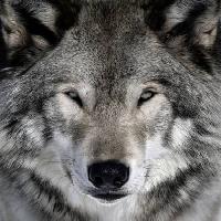 Pixwords изображение с волк, животное, дикий, собака Alain - Dreamstime