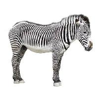 Pixwords изображение с животное, черный, белый Wastesoul - Dreamstime